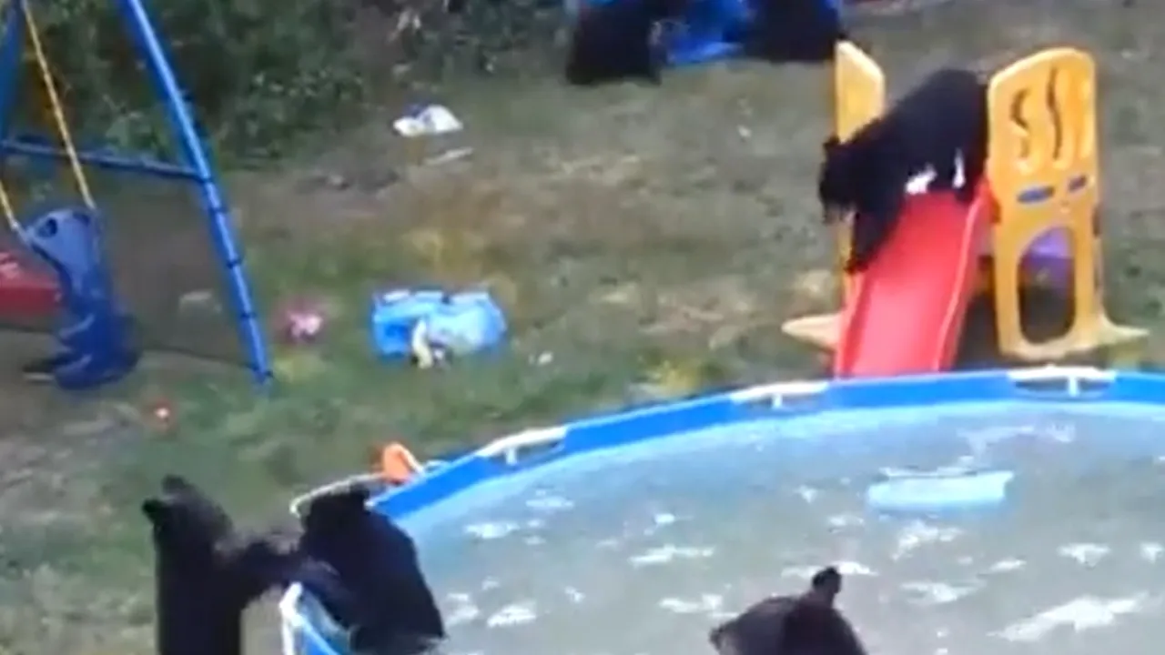 Petrecere la piscină. Cum se distrează şase pui de urs, într-un video viral adorabil
