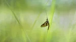 Invazie de efemeride la Budapesta, provocată de nivelul scăzut al Dunării