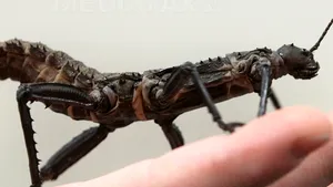 O insectă-frunză, care a trăit acum 126 de milioane de ani, a fost descoperită în China