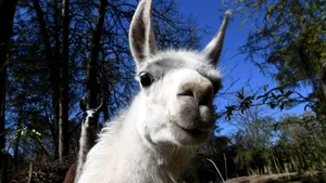 STUDIU Tratamentul COVID-19 obţinut de la o lamă numită Fifi are rezultate promiţătoare. Cum acţionează nanocorpii