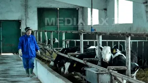 Ministrul Agriculturii: Au fost controlate peste 700 de ferme de lapte şi au fost găsite probleme la 20-25