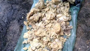 Controale la o stână din Braşov unde patronul ar fi furnizat sute de kilograme de brânză stricată - GALERIE FOTO, VIDEO