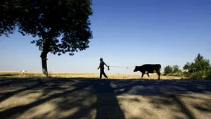 BRD va acorda credite agricultorilor care beneficiază de subvenţii