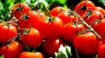 Un ingredient ieftin pe care îl ai deja în casă este folosit de grădinari pentru o recoltă bogată de roșii