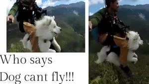 Şi câinii pot zbura! Cât de încântat este un samoyed de prima sa excursie cu parapanta deasupra munţilor. VIDEO viral