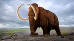 Scăderea record a nivelului Dunării a scos la iveală rămășițele unui mamut lânos