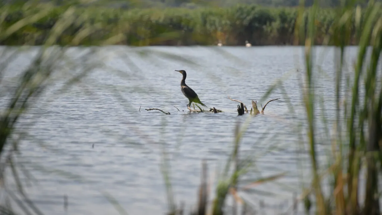 Mai multe state UE cer măsuri dure împotriva cormoranilor, păsările acuzate că consumă 360.000 de tone de pește