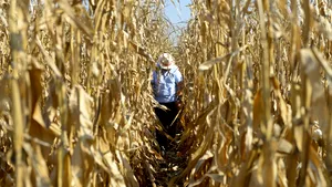 Un gălăţean, urmărit internaţional pentru jafuri armate, a fost prins la Bihor într-un lan de porumb