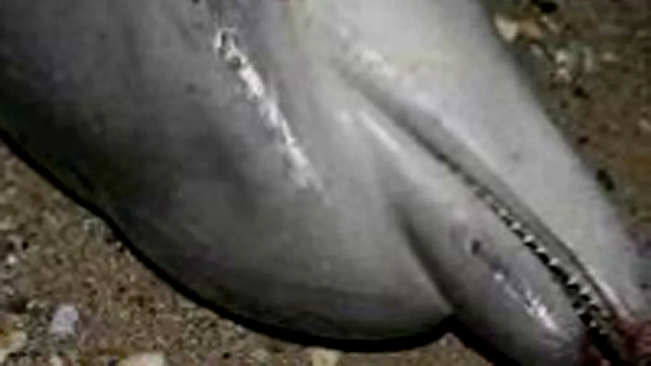 Delfin găsit mort pe plaja din Costineşti