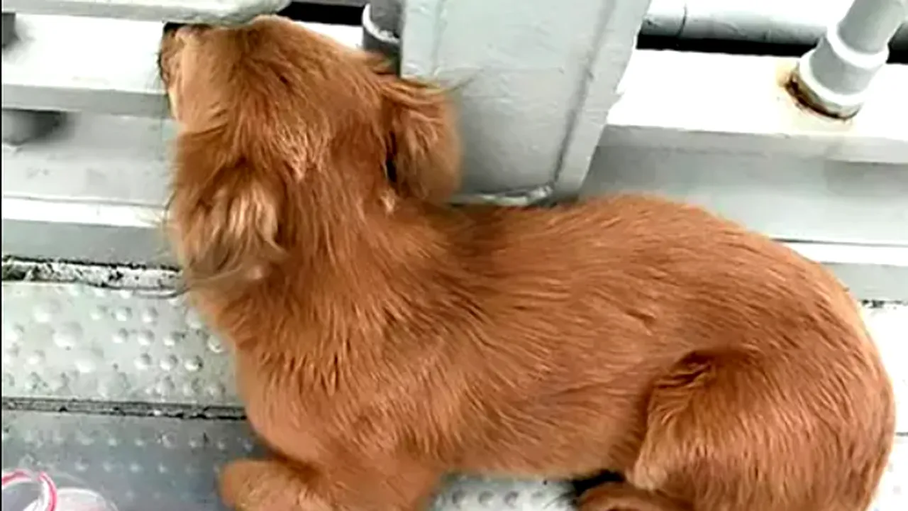 Câine salvat după ce a căzut într-o fântână. Pompierii l-au resuscitat 30 de minute