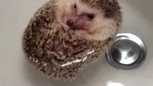 Cum reacţionează un arici când este spălat - VIDEO, FOTO