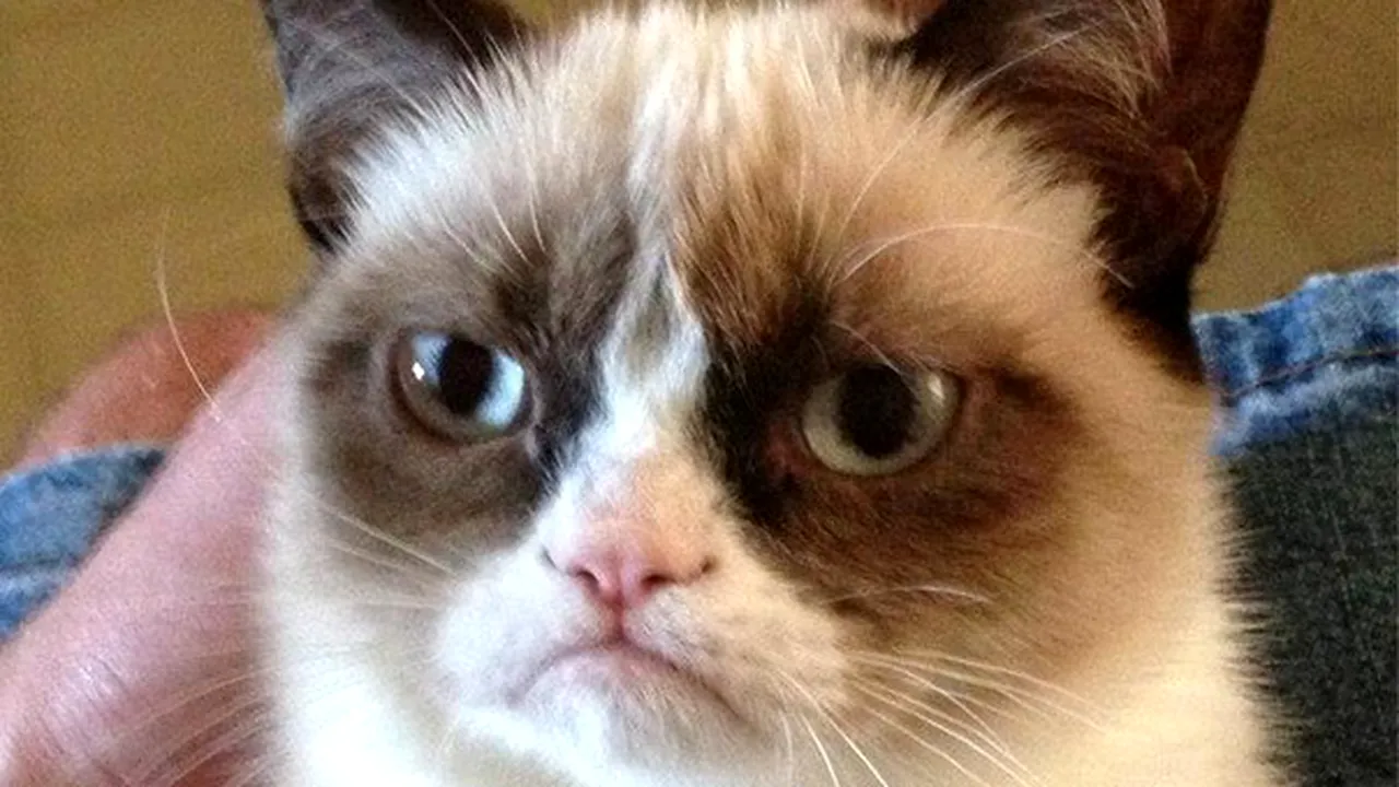 Grumpy Cat a îmbogăţit-o pe proprietara sa cu încă 710.000 de dolari, după un proces câştigat împotriva unui producător de cafea