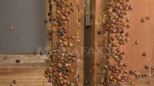 Invazie de buburuze în câteva localităţi arădene, unde oamenii le adună cu lopata din case - FOTO