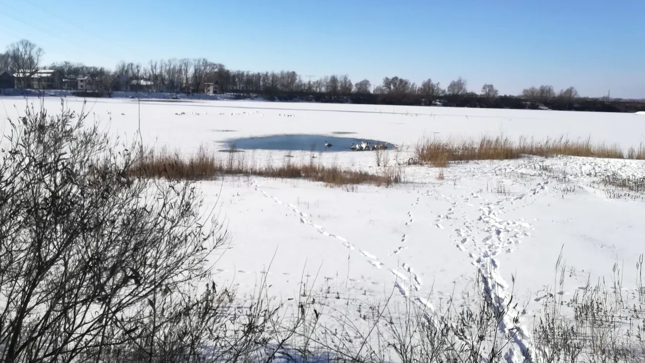 80 de lebede care nu au migrat în ţările calde, în pericol să moară de foame şi frig. Voluntarii dintr-un judeţ încearcă să le salveze | FOTO
