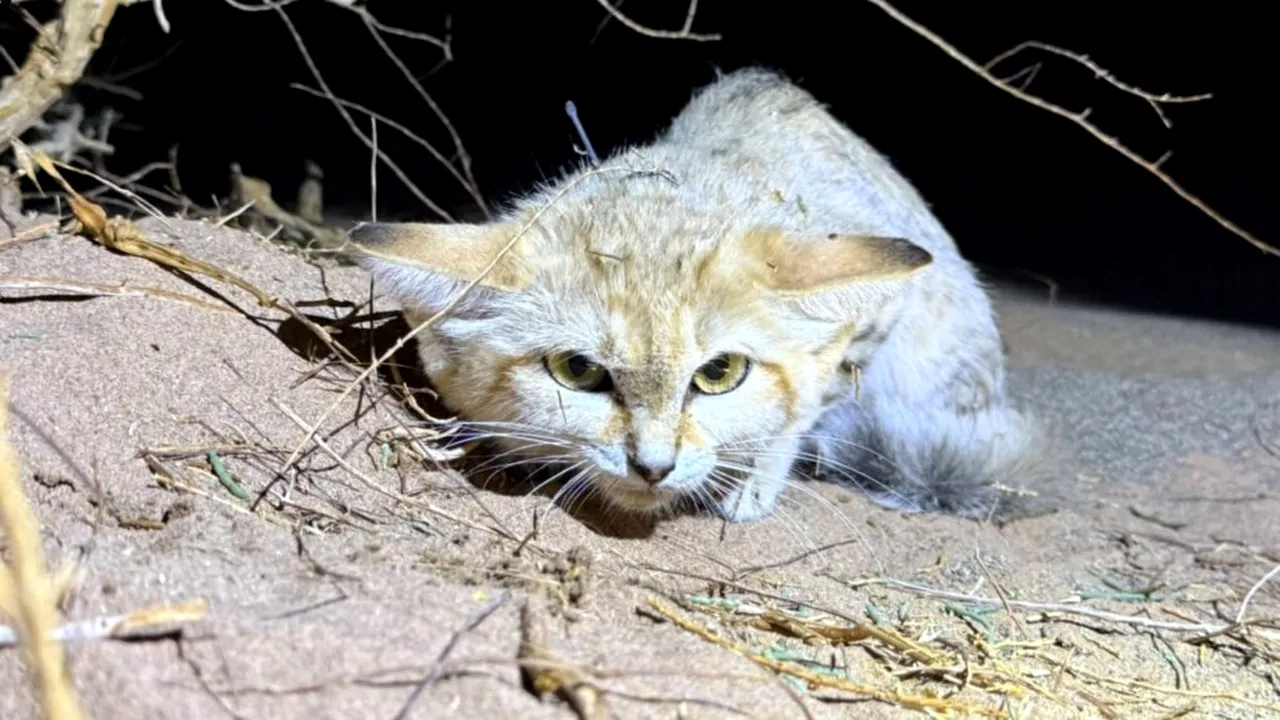 Un clip de pe YouTube a confirmat existența unei feline misterioase pe care oamenii de știință o căutau de zeci de ani