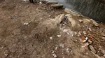 Pești morți din cauza deșeurilor aruncate în apa Jiului