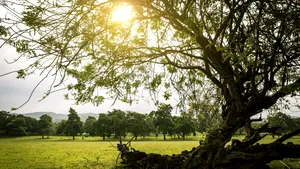 Valul de căldură se intensifică. ANM anunță temperaturi de până la 39 de grade și nopți tropicale