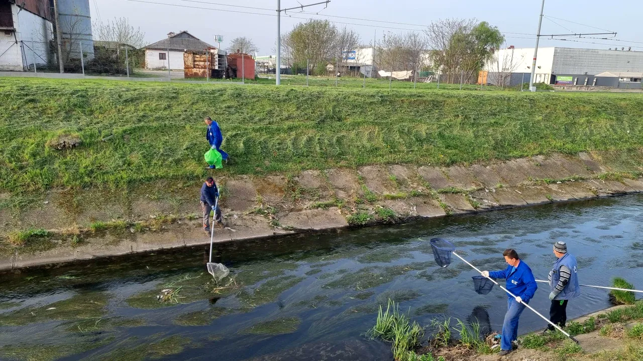 Poluare pe pârâul Peţa din Oradea