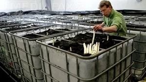 EC Authorizes Romanian RON1.3B Aid Scheme For Farmers