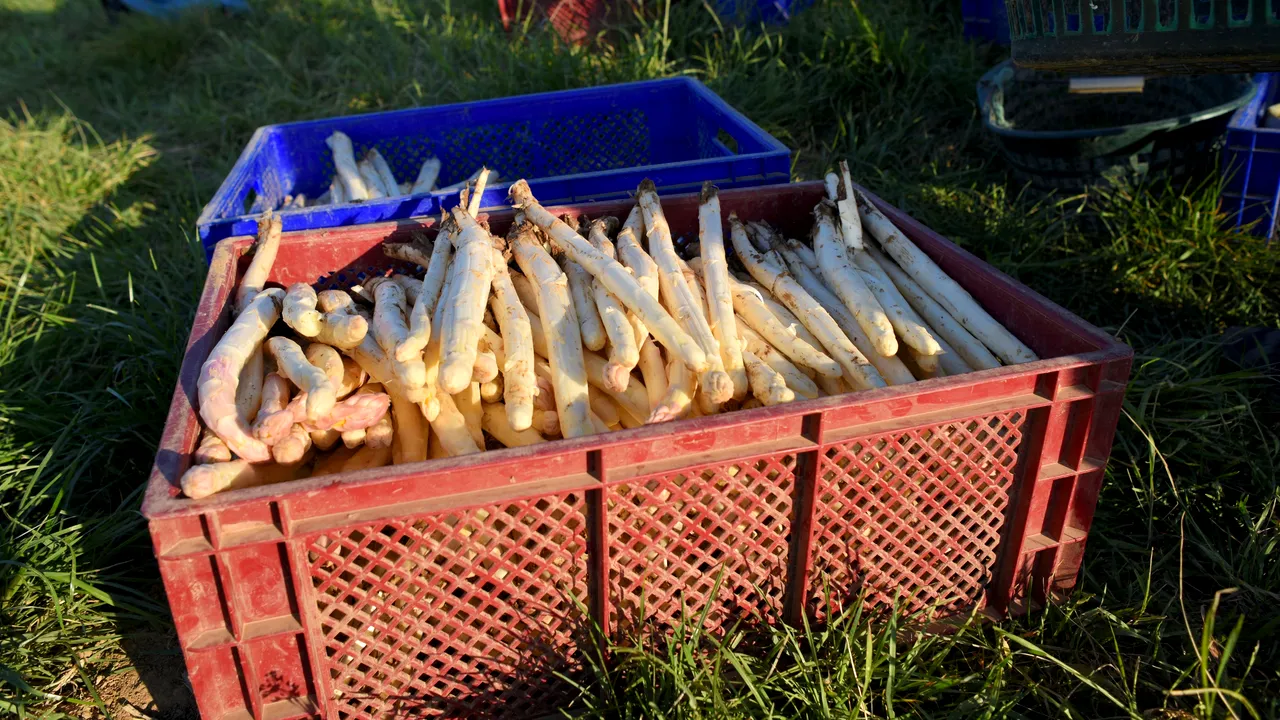 Germanii sunt atât de înnebuniţi după sparanghel încât au lansat ”Spargel Burger”