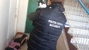 Poliţia Animalelor a salvat 41 pisici ţinute ani de zile în bucătăria unui apartament din Capitală | FOTO, VIDEO