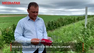 VIDEO | Zmeura, la mare căutare. Domnul Sandu nu mai face faţă cererii uriaşe de fructe de pădure