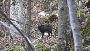 VIDEO. Capre negre, surprinse în Munţii Ţarcu. „Şuieratul din fundal este unul de alarmare”