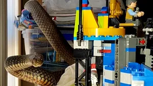 FOTO, VIDEO | Şarpe veninos, capturat dintre jucăriile unui copil mic. Echipa de salvare a prins periculoasa reptilă cu mâinile goale