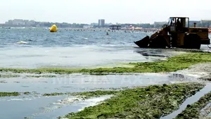 Litoralul românesc, invadat de alge: Peste 5.200 de tone de alge au fost strânse luna aceasta de pe plaje