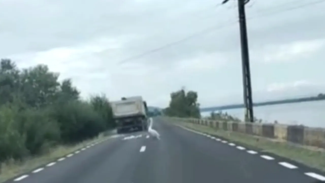 Mehedinți: Criminal investigation launched after driver hits swan and flees the scene