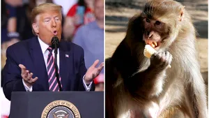 „O bandă” de maimuţe ar putea invada Taj Mahal în timpul vizitei lui Donald Trump. Poliţia a luat măsuri