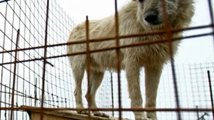 Dosar penal pentru un doljean care a maltratat şi ucis un câine