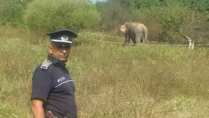 Elefant scăpat de la un circ din Vâlcea, găsit de poliţişti şi readus în ţarc - FOTO