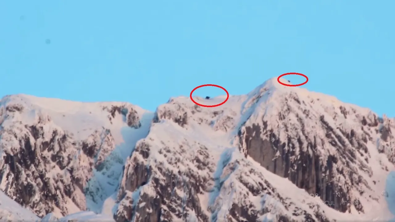 Imagini spectaculoase cu capre negre pe crestele Munţilor Piatra Craiului