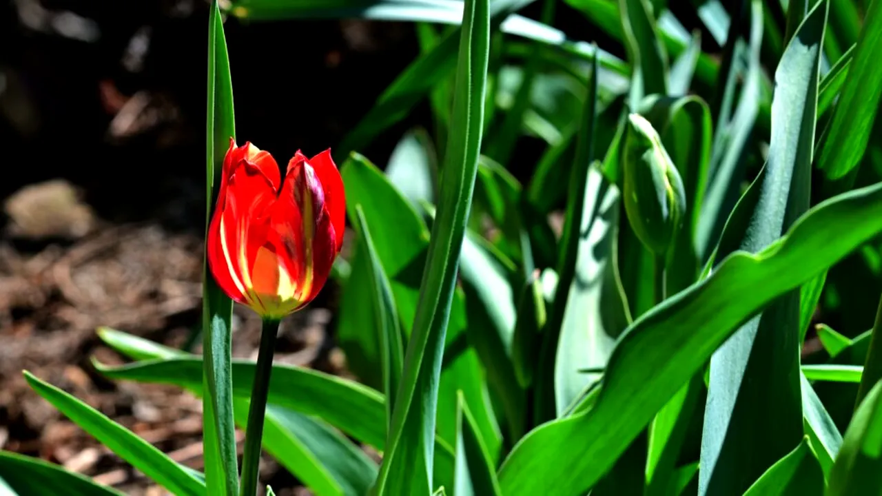 O lună de contraste meteo. ANM anunță când revin temperaturile de primăvară în România