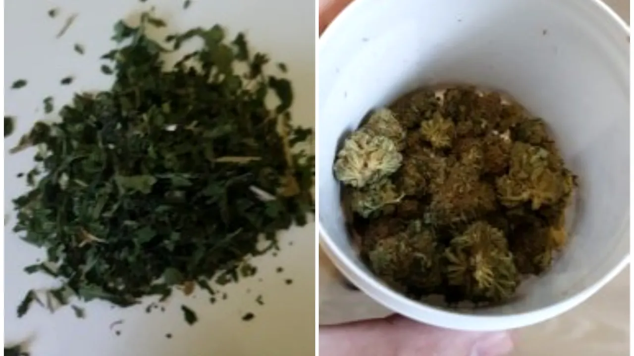 Percheziţii în Oradea, la un magazin care vindea produse din cannabis
