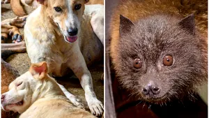 Răsturnare de situaţie. Coronavirusul ar fi ajuns la om de la câinii maidanezi, nu de la lilieci. Teoria publicată de cercetători