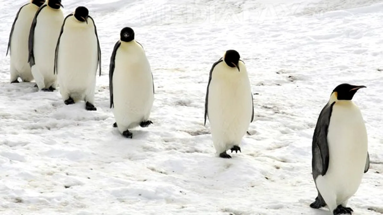  Descoperire uimitoare în Antarctica ce anulează temerile: O colonie neştiută de 1,5 milioane de pinguini Adelie | VIDEO