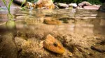 Specie rară de pește european, în pericol: 76% trăiesc pe 450 de metri din râul Vâlsan. „Fie îl salvăm acum, fie îl pierdem pentru totdeauna”