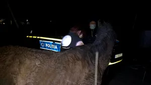 Prima intervenţie a poliţiştilor Biroului Poliţia Animalelor. Ei au salvat un cal în Sibiu