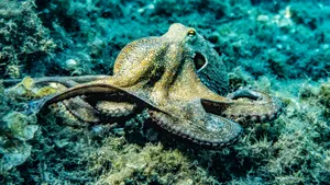Caracatițe uriașe de până la 19 metri dominau oceanele acum 100 de milioane de ani, arată un nou studiu