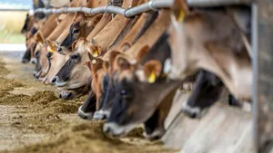 Virusul Shamonda, transmis de la animale la om pentru prima dată. Pacientul a murit la Lyon