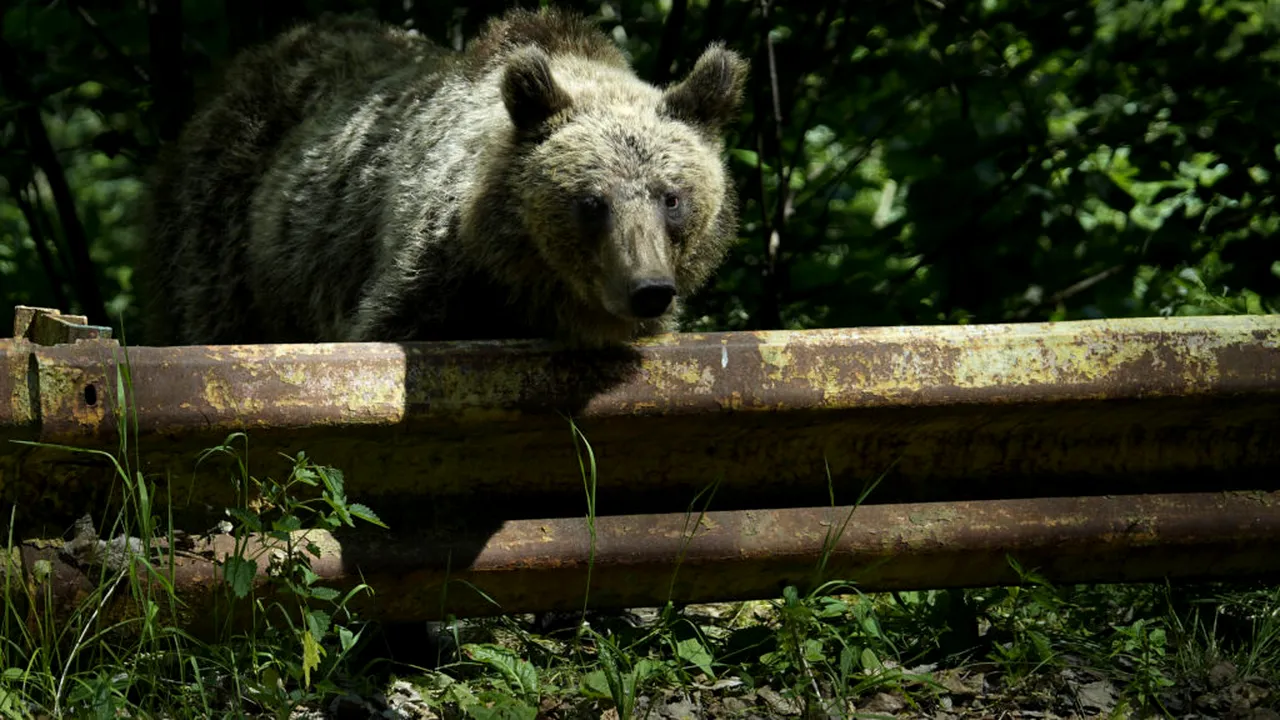 Prezența unui urs, semnalată pe DN1. A fost emis RO-Alert