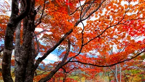 Prefectura Mureş vrea revizuirea sentinţei de retrocedare a unei păduri urmaşilor familiei Banffy