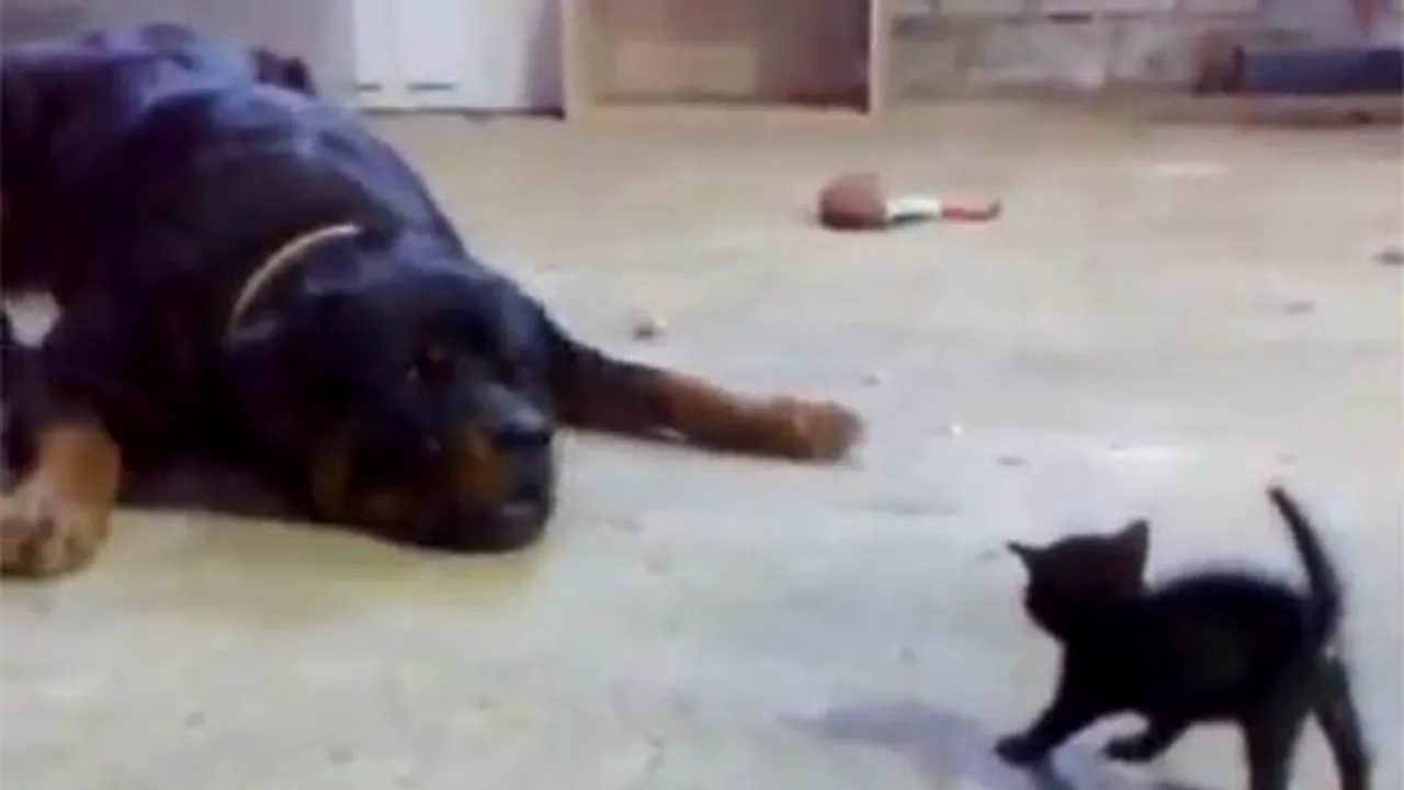 ACT de CURAJ suprem. O pisicuţă înfruntă un rotweiller - VIDEO