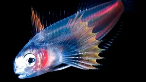 Singurătatea poate fi ALUNGATĂ cu un...peşte