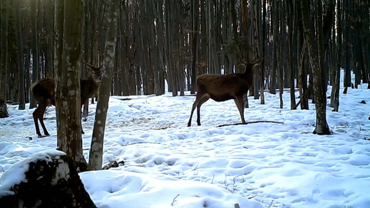 Imagini frumoase cu mai mulţi cerbi tineri, surprinse în Parcul Naţional Semenic | VIDEO