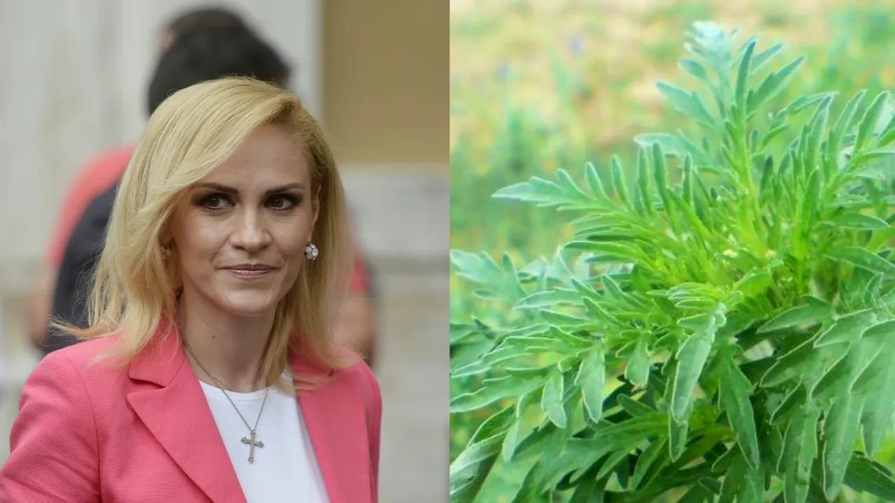 Gabriela Firea declară război ambroziei. Edilul solicită Guvernului să tripleze amenzile pentru cei care nu elimină planta care provoacă alergii