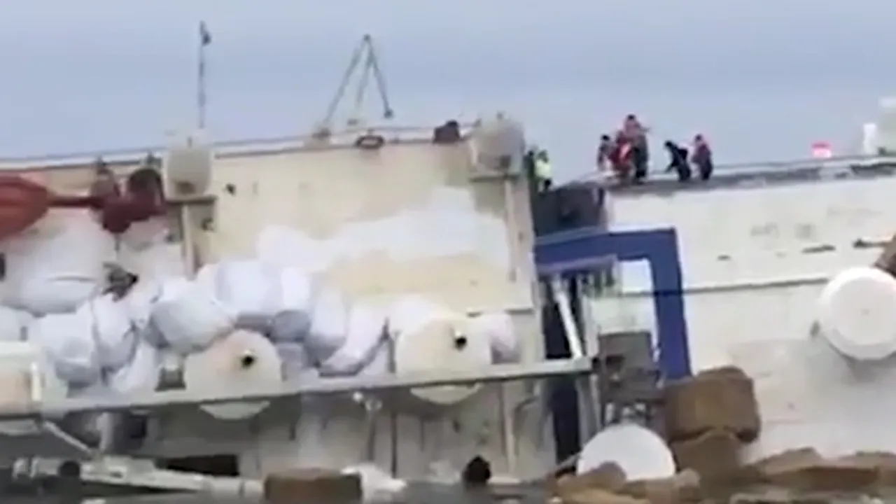VIDEO | Cazul miilor de oi scufundate în Portul Midia. Organizaţie: Animalele moarte plutesc pe apă 