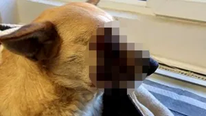 Caz revoltător în Satu Mare: un câine a fost mutilat după ce i-a fost pusă o petardă în gură | FOTO ŞOCANT